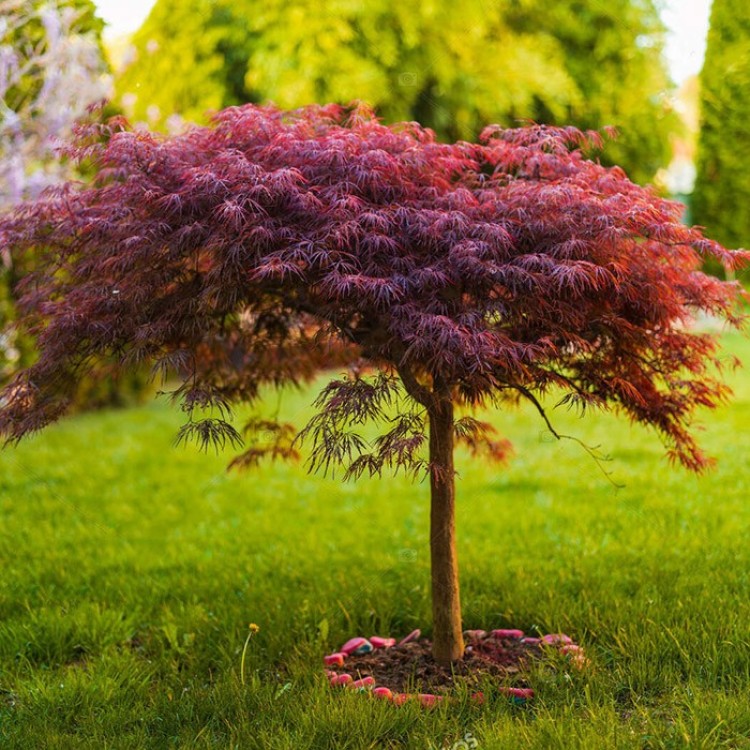 Декоративні дерева - zeleniya