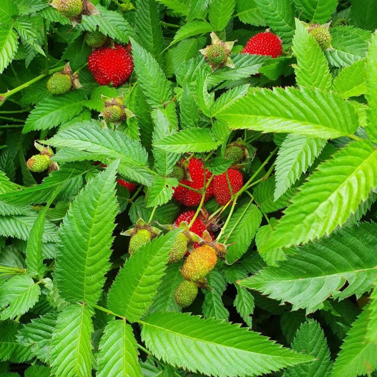 Чагарник - zeleniya