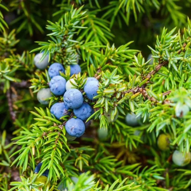 Ялівець - zeleniya