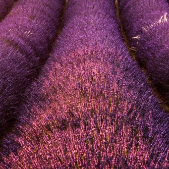 Квіти - zeleniya