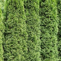 Кипарис - zeleniya