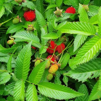 Чагарник - zeleniya