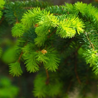 Ялинки, ялиці, сосни - zeleniya