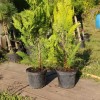 Кіпарисовик Івонне, chamaecyparis Ivonne h 60-70 см - zeleniya 01