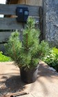 Сосна гірська Пуміліо, Рumilio С3 - zeleniya 01