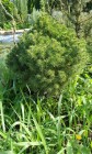Ялина Коніка, Picea glauca Conica 50см - zeleniya 01