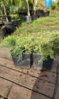Ялівець середній Голд Кіссен, Juniperus x media Gold Kissen С3 - zeleniya 01