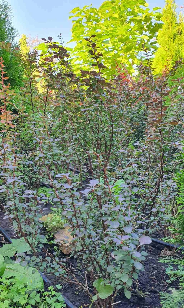 Барбарис звичайний, 1м великий кущ - zeleniya 