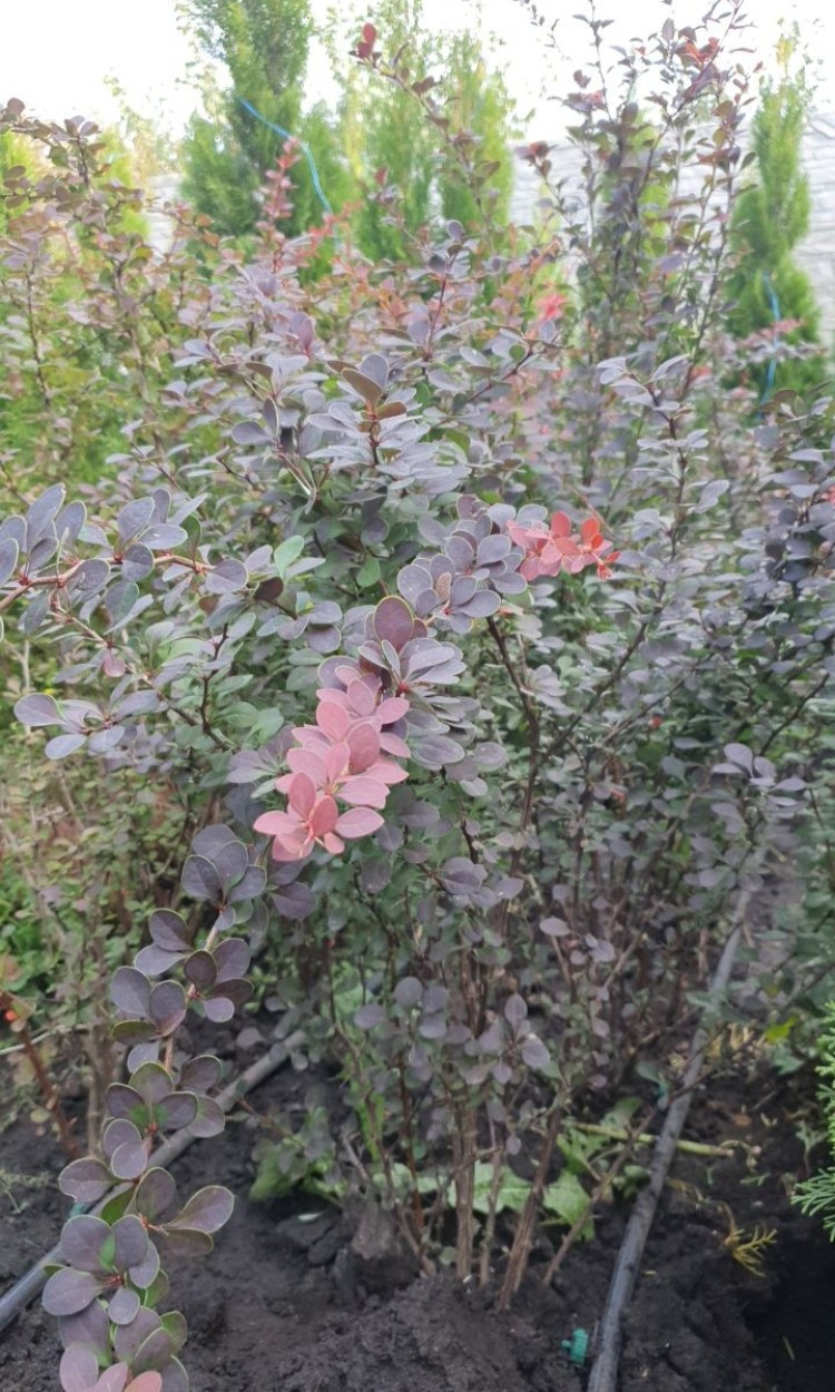 Барбарис звичайний, 1м великий кущ - zeleniya 01 