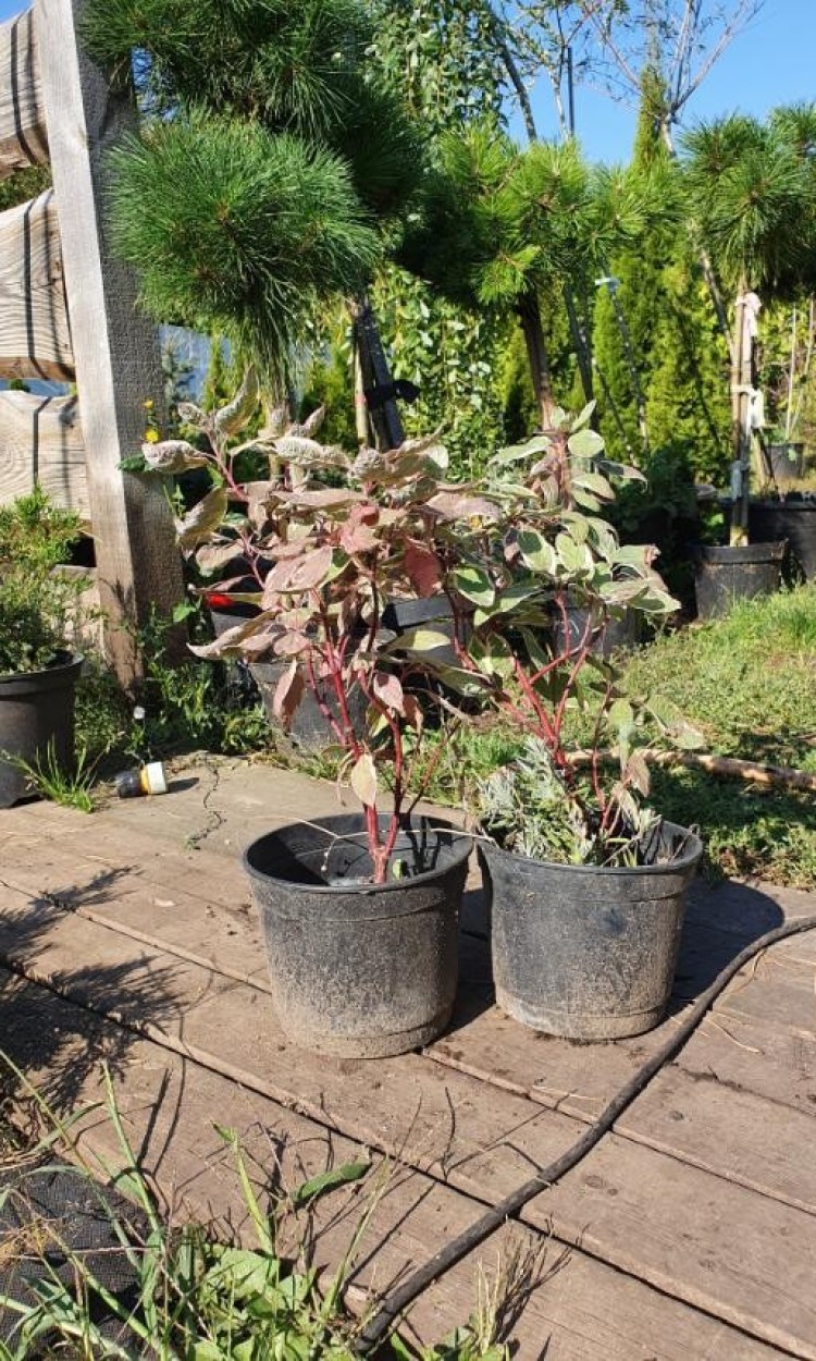 Дерен Еленгантісіма, Elegantissima С2 - zeleniya  