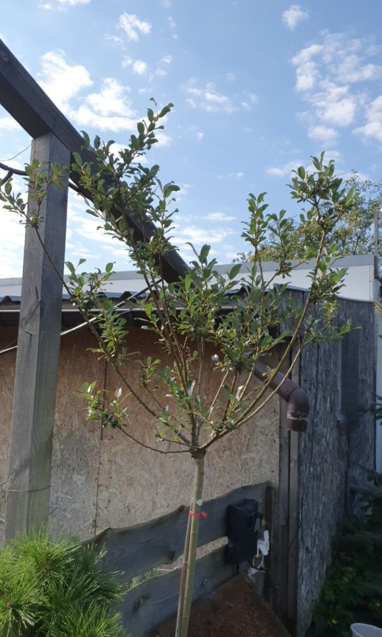 Іва волохата Саліх Ланата, Salix lanata на штамбі 2м - zeleniya  