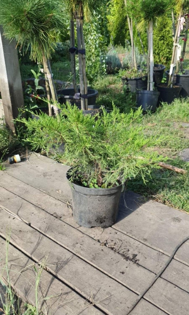 Ялівець Мінт Джулеп, Juniperus Mint Julep С5 - zeleniya  