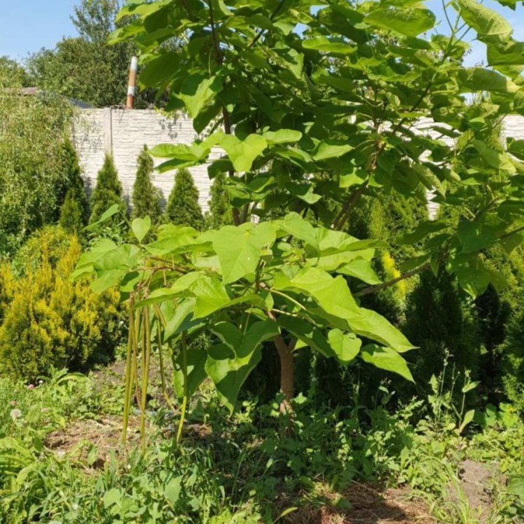 Катальпа - zeleniya 02