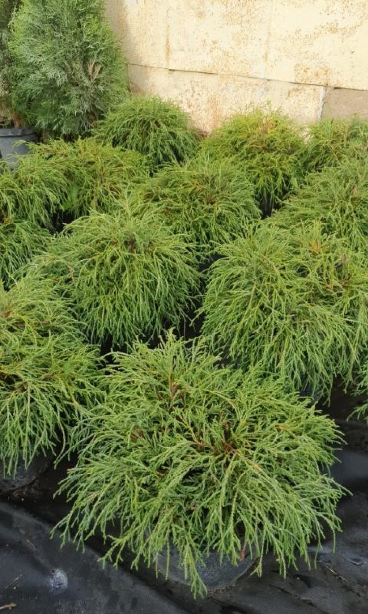 Кипарисовик Санголд, Sangold, с5 d 40-50 см - zeleniya 