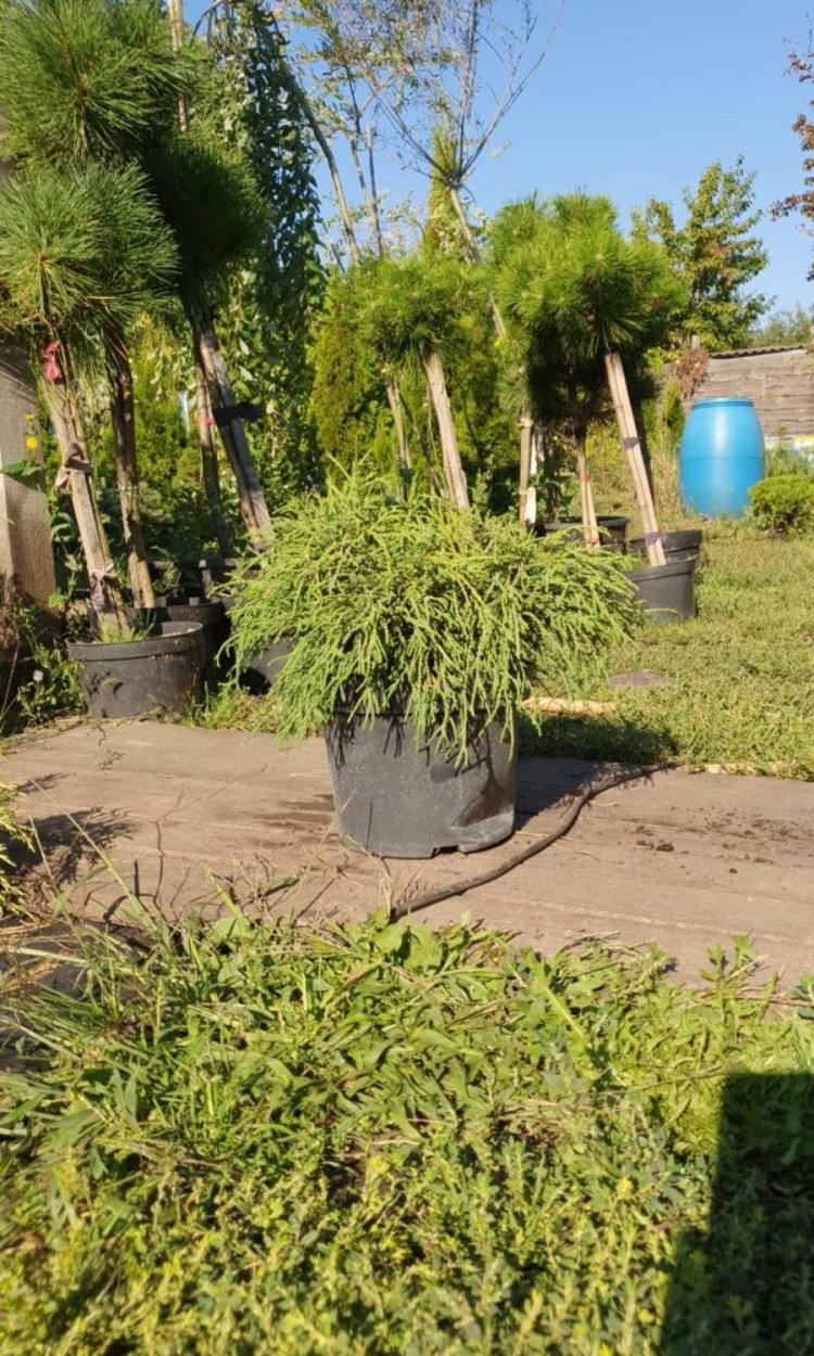 Кипарисовик Санголд, Sangold, с5 d 40-50 см - zeleniya 01 