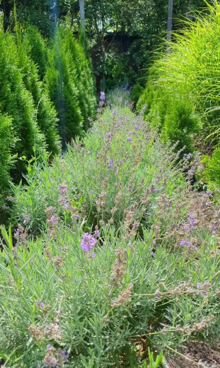 Лаванда - zeleniya  