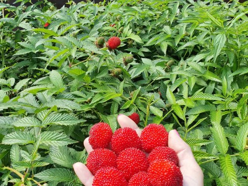 Малина розолистна Мяо-Мяо, (Корневище) 1 шт в упаковці - zeleniya 02