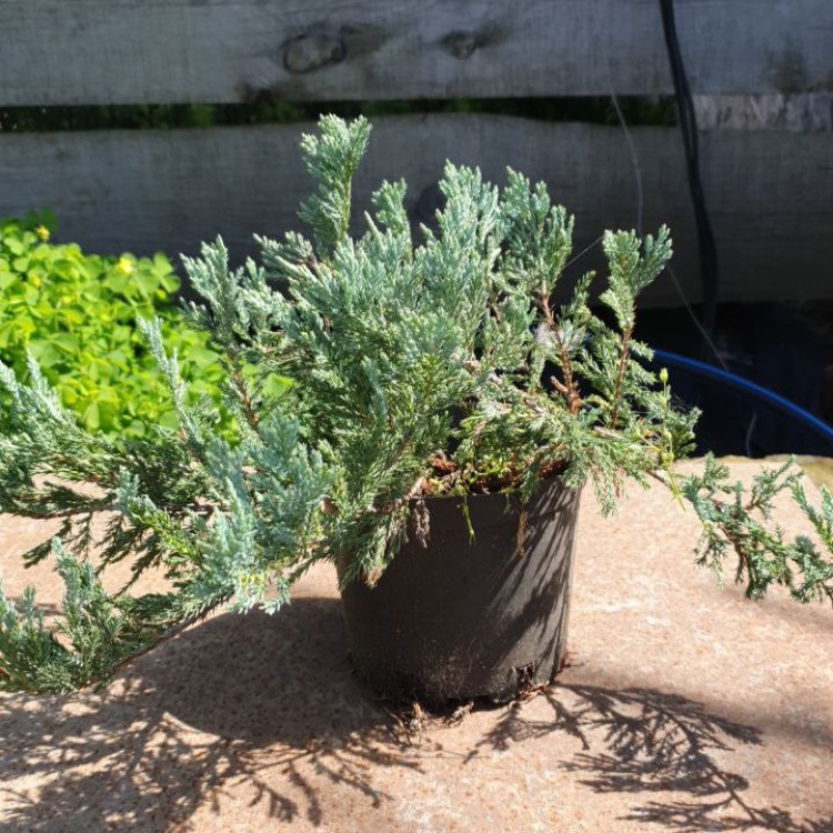 Ялівець горизонтальний Блю Чип, Blue Chip C2 - zeleniya 02