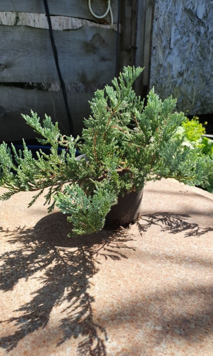 Ялівець горизонтальний Блю Чип, Blue Chip C2 - zeleniya 01 