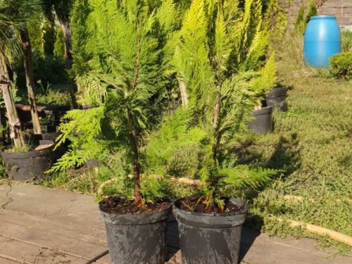 Кіпарисовик Івонне, chamaecyparis Ivonne h 60-70 см - zeleniya 02
