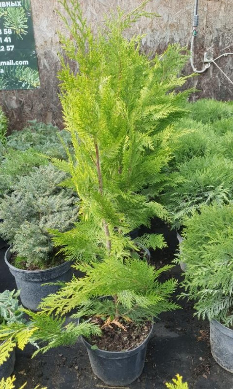 Кіпарисовик Івонне, chamaecyparis Ivonne h 60-70 см - zeleniya 