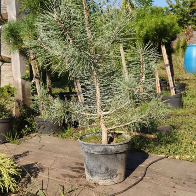 Сосна Чорна Нігра, pinus nigra h 60-80 см 550 грн - zeleniya 02