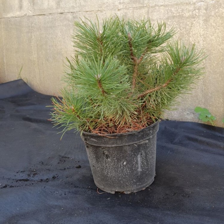 Сосна гірська Мугус, Mughus С3, d 45-50 см - zeleniya 03