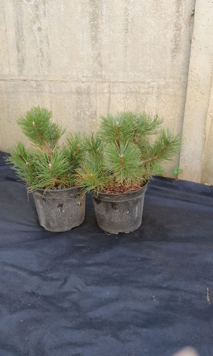 Сосна гірська Мугус, Mughus С3, d 45-50 см - zeleniya 01 