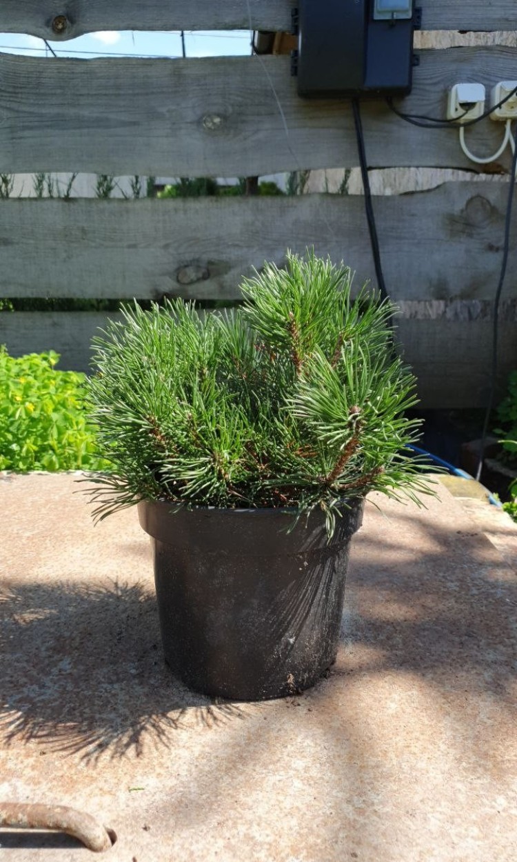 Сосна гірська Мугус, Mughus С2 - zeleniya 01 