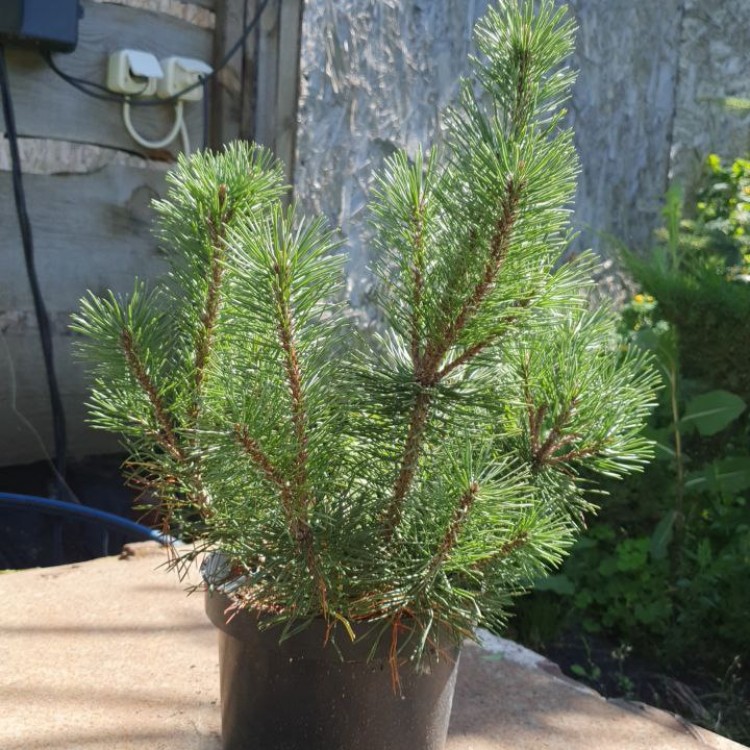 Сосна гірська Пуміліо, Рumilio С3 - zeleniya 02