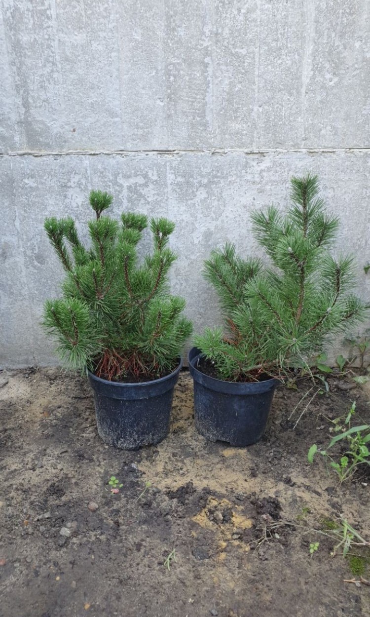 Сосна гірська Пуміліо, Рumilio С3 - zeleniya 