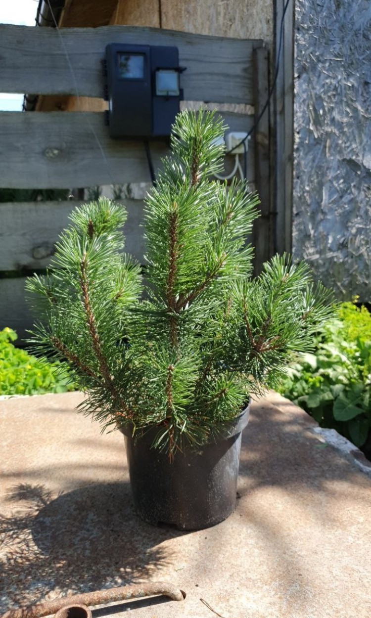 Сосна гірська Пуміліо, Рumilio С3 - zeleniya 01 