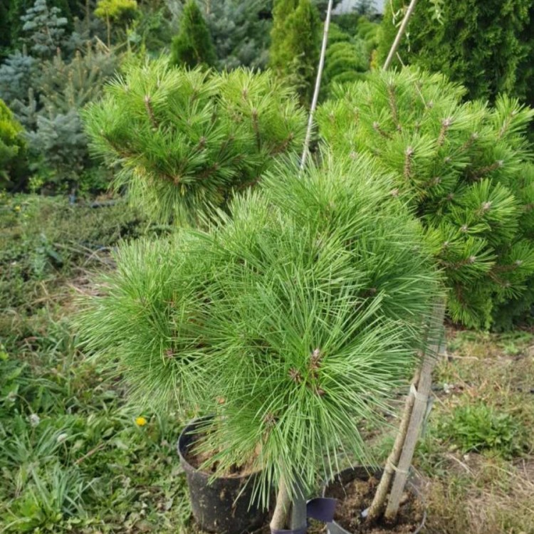 Сосна густоквіткова Лоу Глоу, Low Glow 
h 50-70 см, h 80-1.0v, h 1,2м, d 25-40, d 40-45см, d 50-70cv
ціна от 1500-3000 грн - zeleniya 02