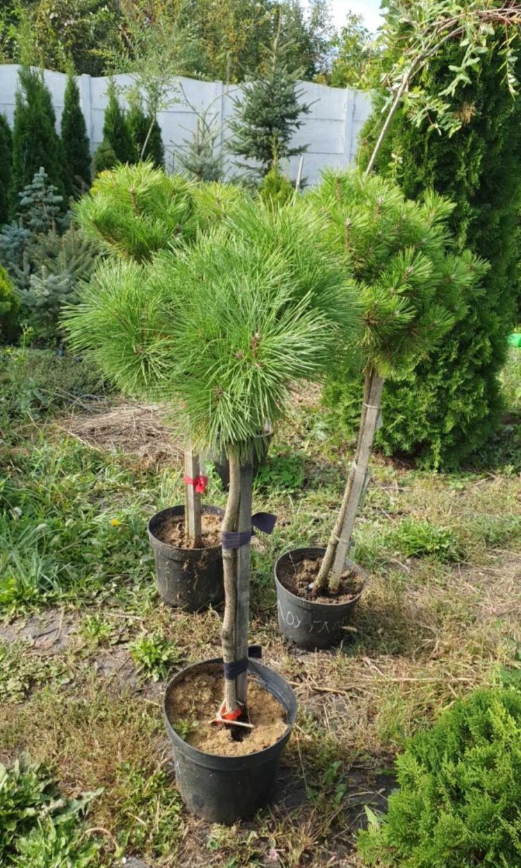 Сосна густоквіткова Лоу Глоу, Low Glow 
h 50-70 см, h 80-1.0v, h 1,2м, d 25-40, d 40-45см, d 50-70cv
ціна от 1500-3000 грн - zeleniya 