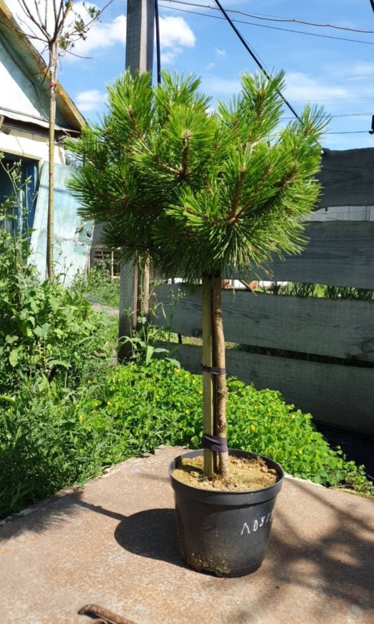 Сосна густоквіткова Лоу Глоу, Low Glow 
h 50-70 см, h 80-1.0v, h 1,2м, d 25-40, d 40-45см, d 50-70cv
ціна от 1500-3000 грн - zeleniya 01 