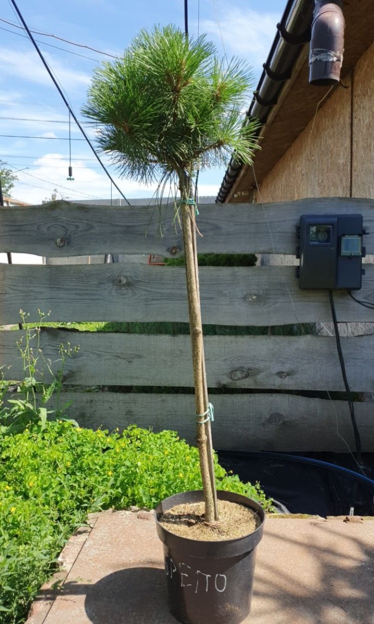 Сосна на штамбі Брепо, Brepo
d 30-35см, h 90-100см - zeleniya  