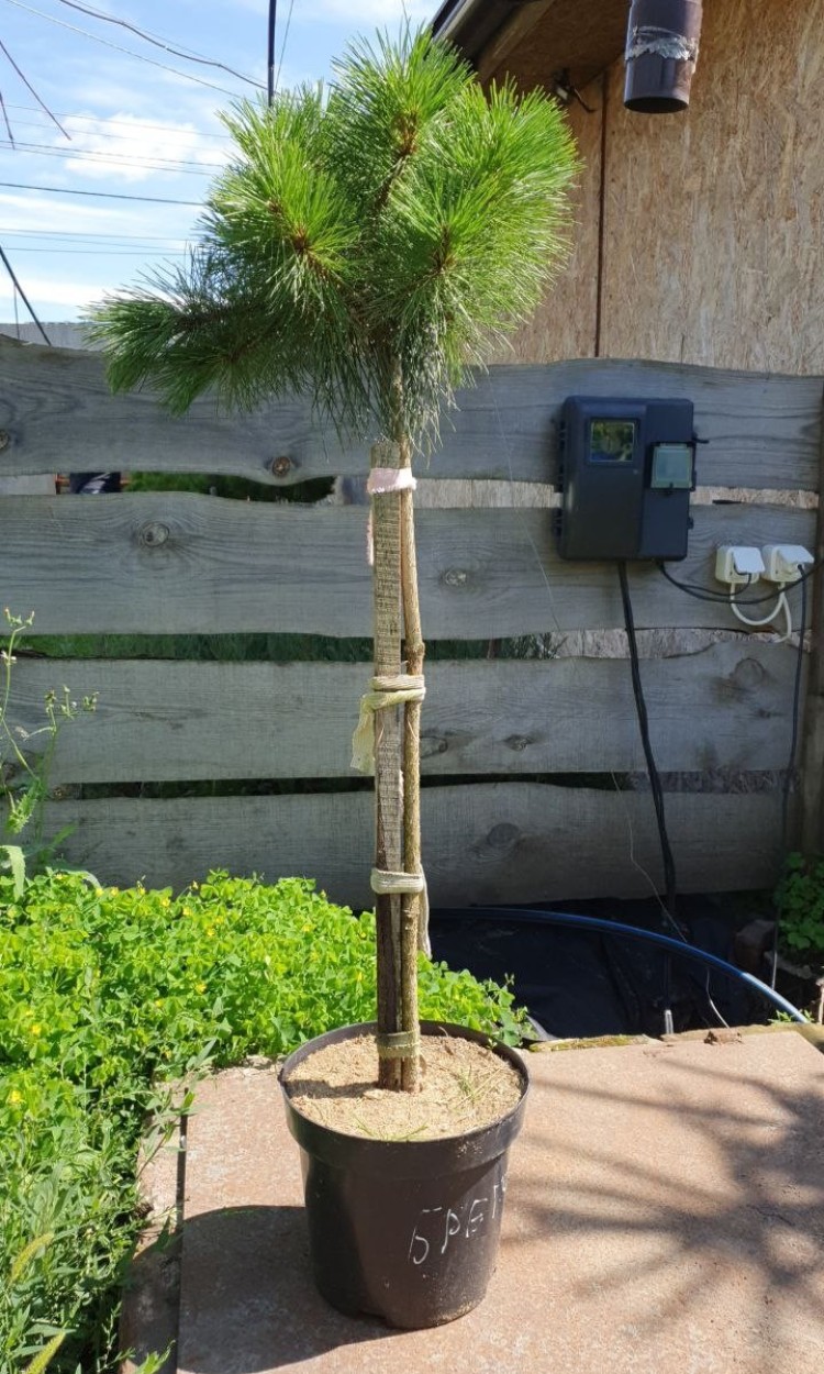 Сосна на штамбі Брепо, Brepo   
d 35-40см, h 70-80см - zeleniya  