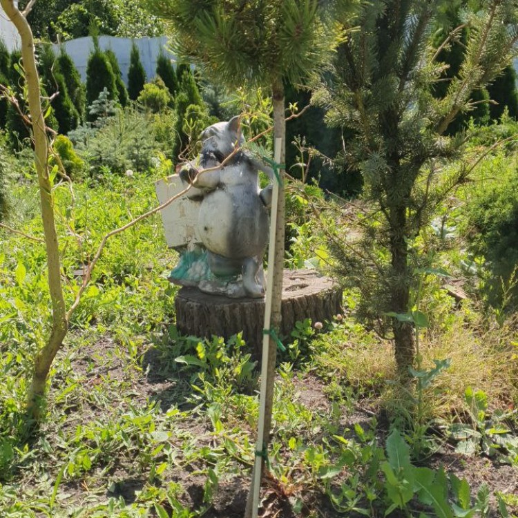 Сосна Вінтер Голд, 70-80см, d 30см - zeleniya 02