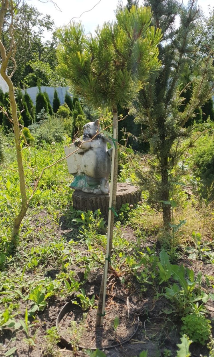 Сосна Вінтер Голд, 70-80см, d 30см - zeleniya 