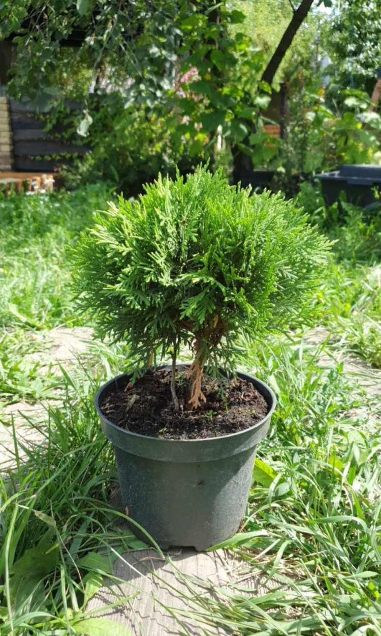 Туя куляста Даніка,Danica d-15 см - zeleniya 02