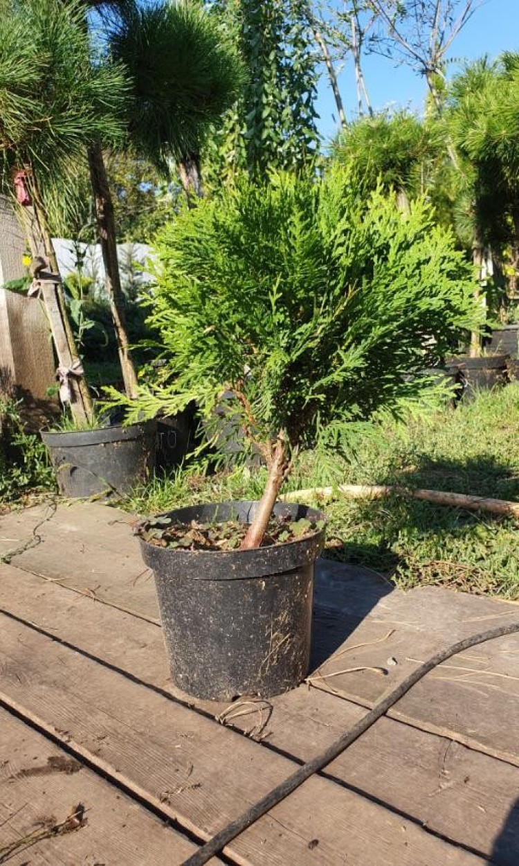 Туя куляста Даніка,Danica d-15 см - zeleniya 