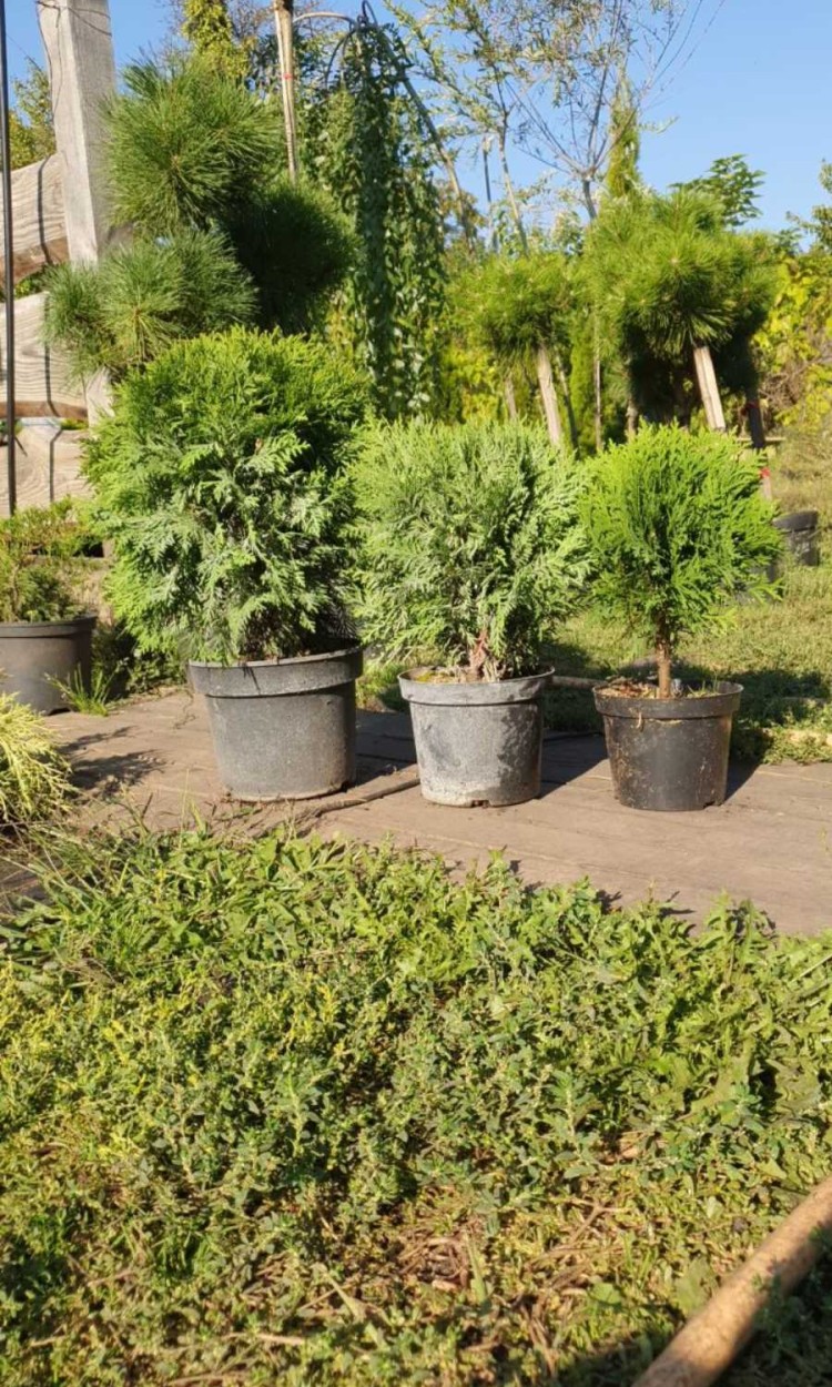 Туя куляста Даніка, Danica d  35-40 см - zeleniya 02