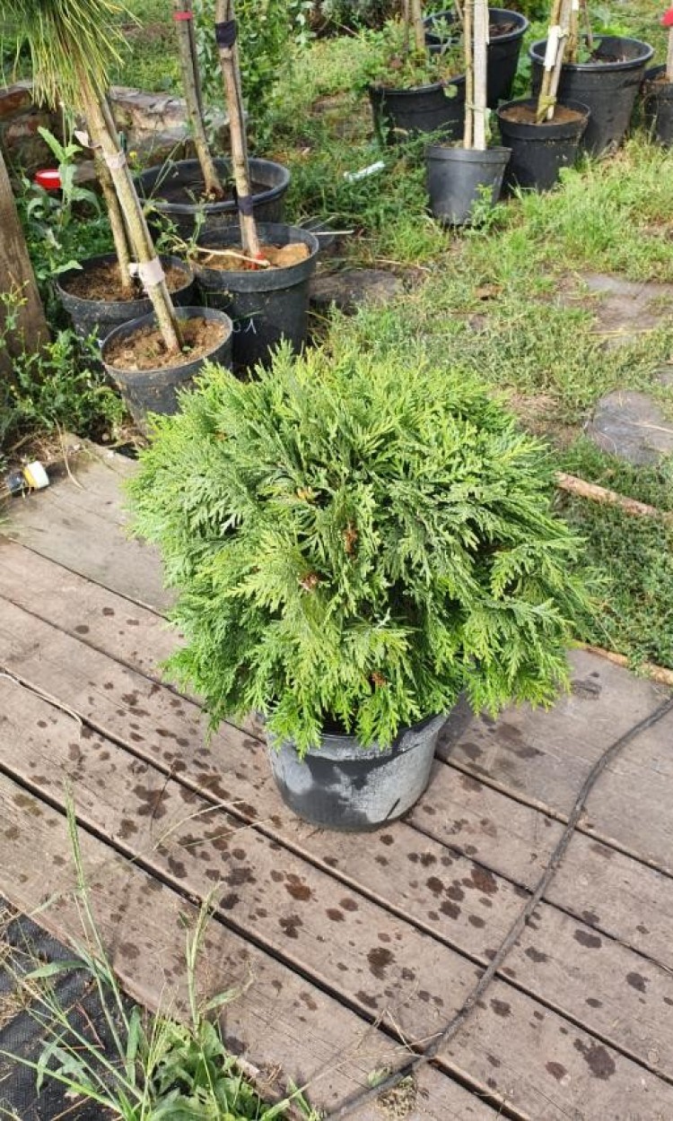 Туя куляста Даніка, Danica d 50-60 см - zeleniya 