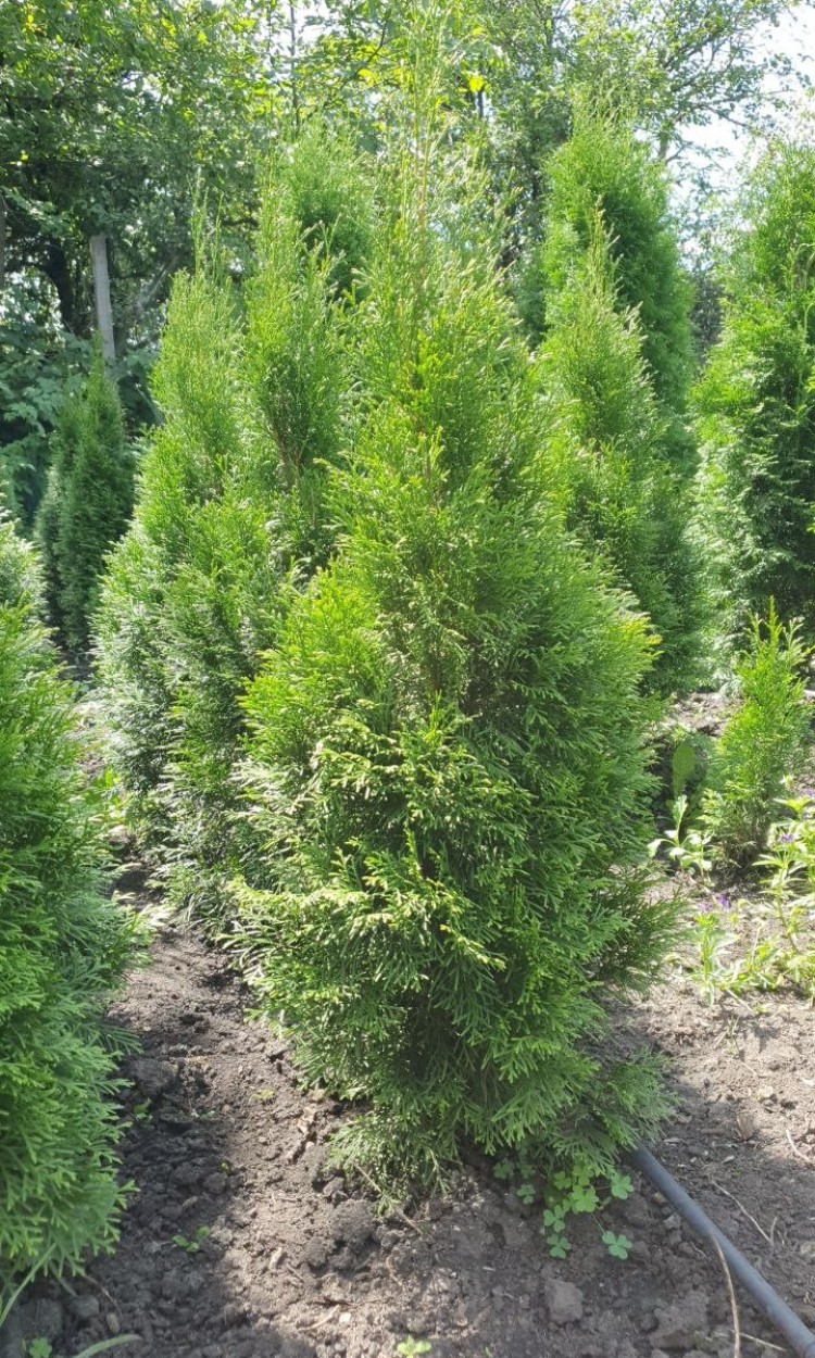 Туя Смарагд, Smaragd 100 см - zeleniya  