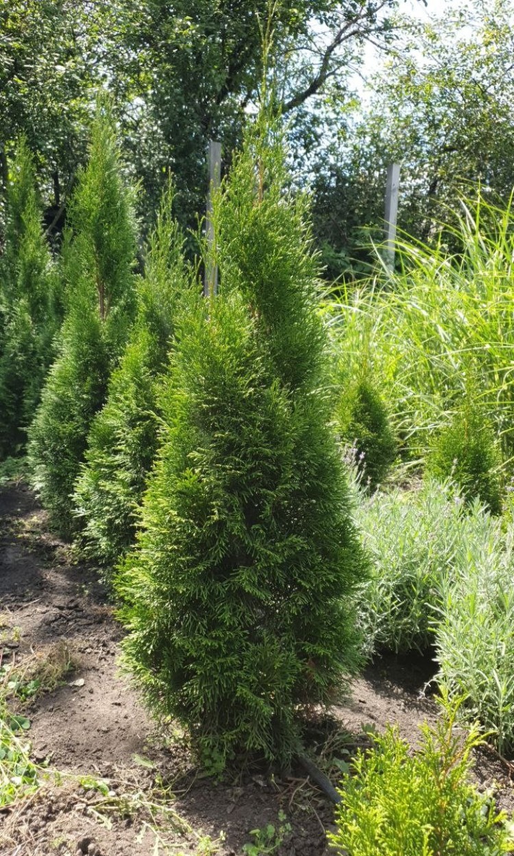 Туя Смарагд, Smaragd 120 см - zeleniya  