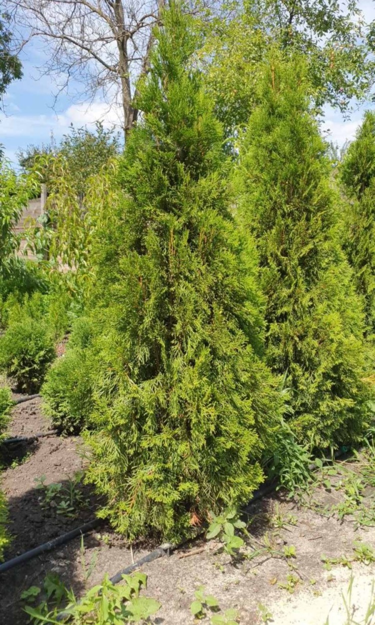 Туя Смарагд, Smaragd 1,5 м - zeleniya  