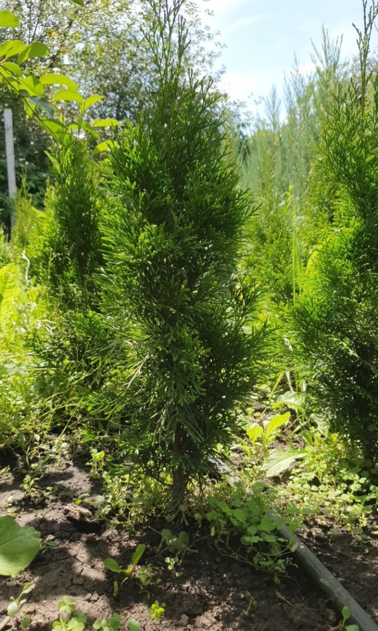 Туя Смарагд, Smaragd 40-50 см - zeleniya  