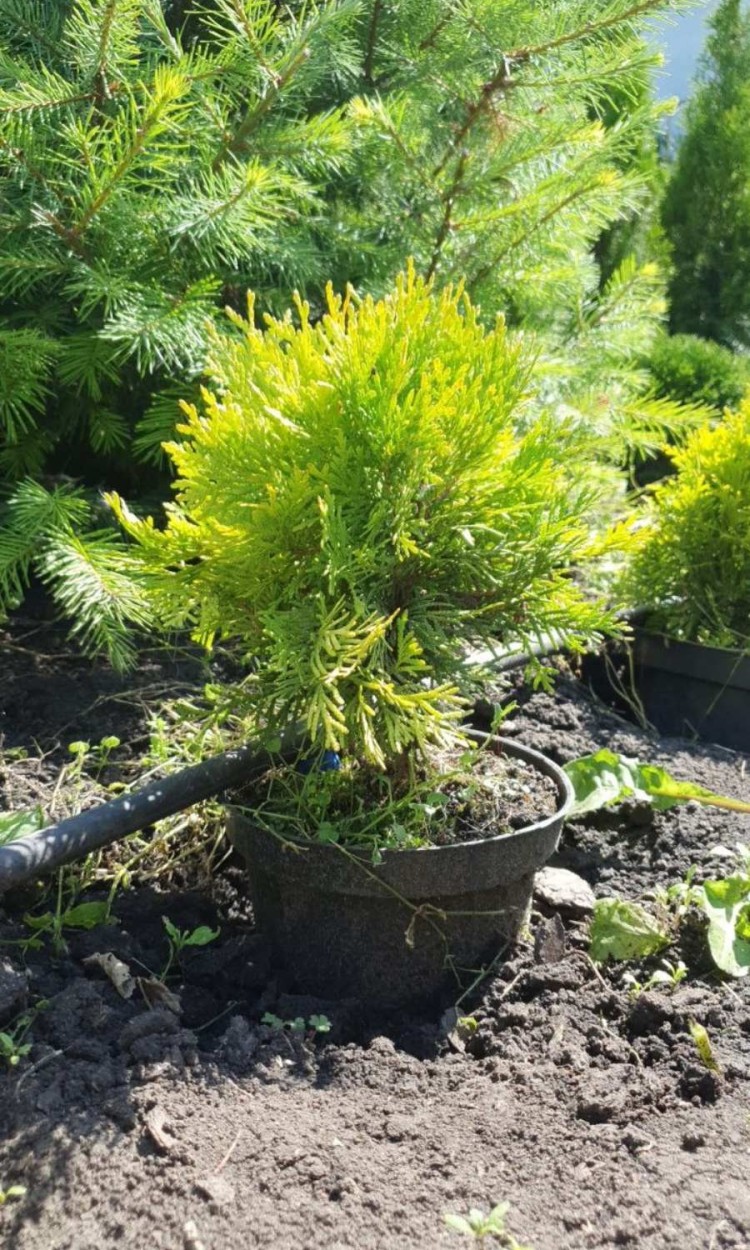 Туя західна Міріам, Mirjam С2 - zeleniya  