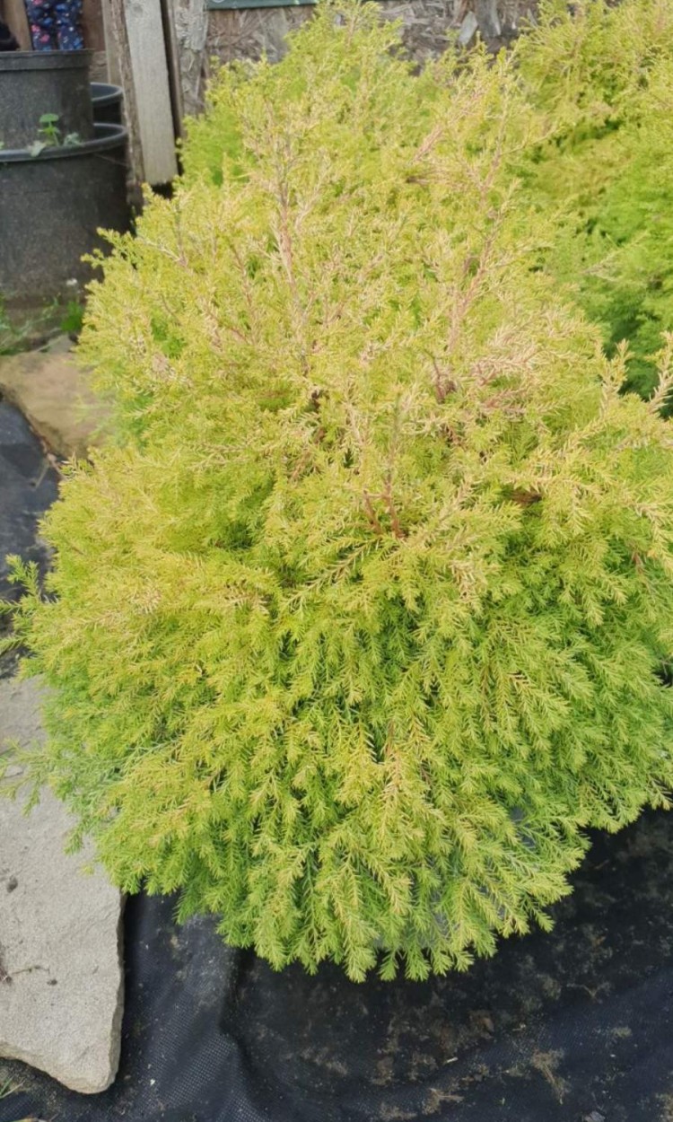 Туя західна Рейнголд, Rheingold C5 - zeleniya 02