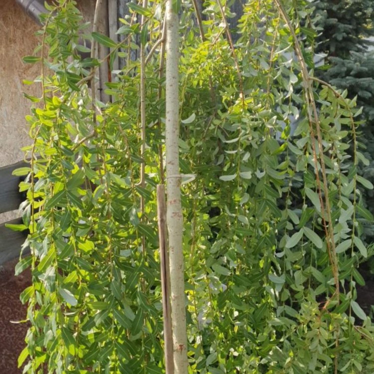 Верба Плакуча Пендула, pendula h 2м - zeleniya 02